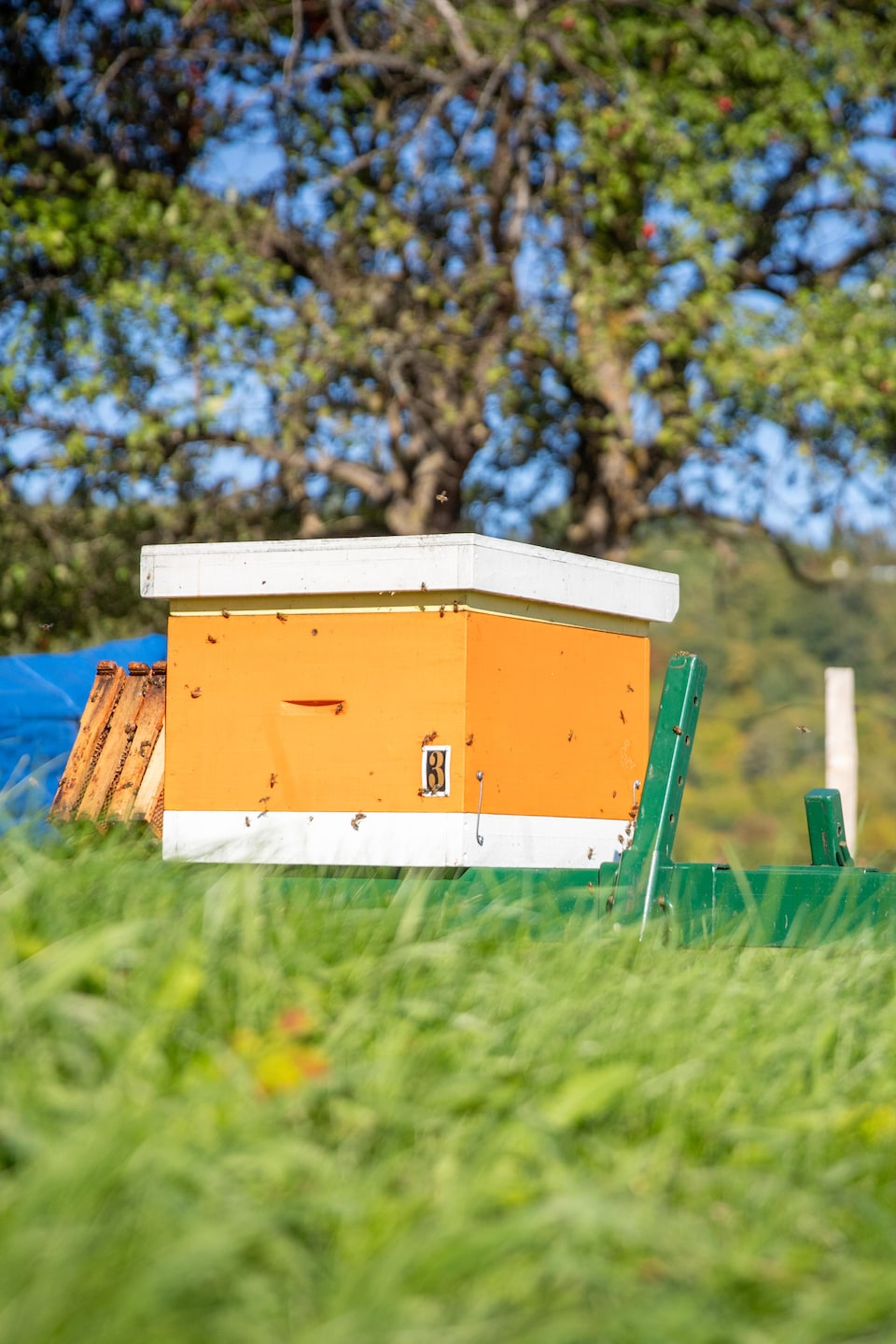 Une ruche jaune déposée sur le gazon, entourée d'abeilles, par une journée ensoleillée.
