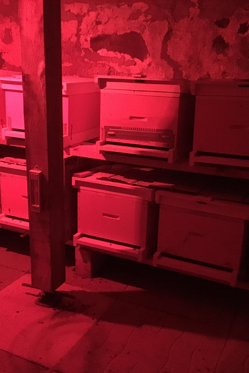 Des boîtes de ruches sont déposées dans un caveau, sous une lumière infrarouge.