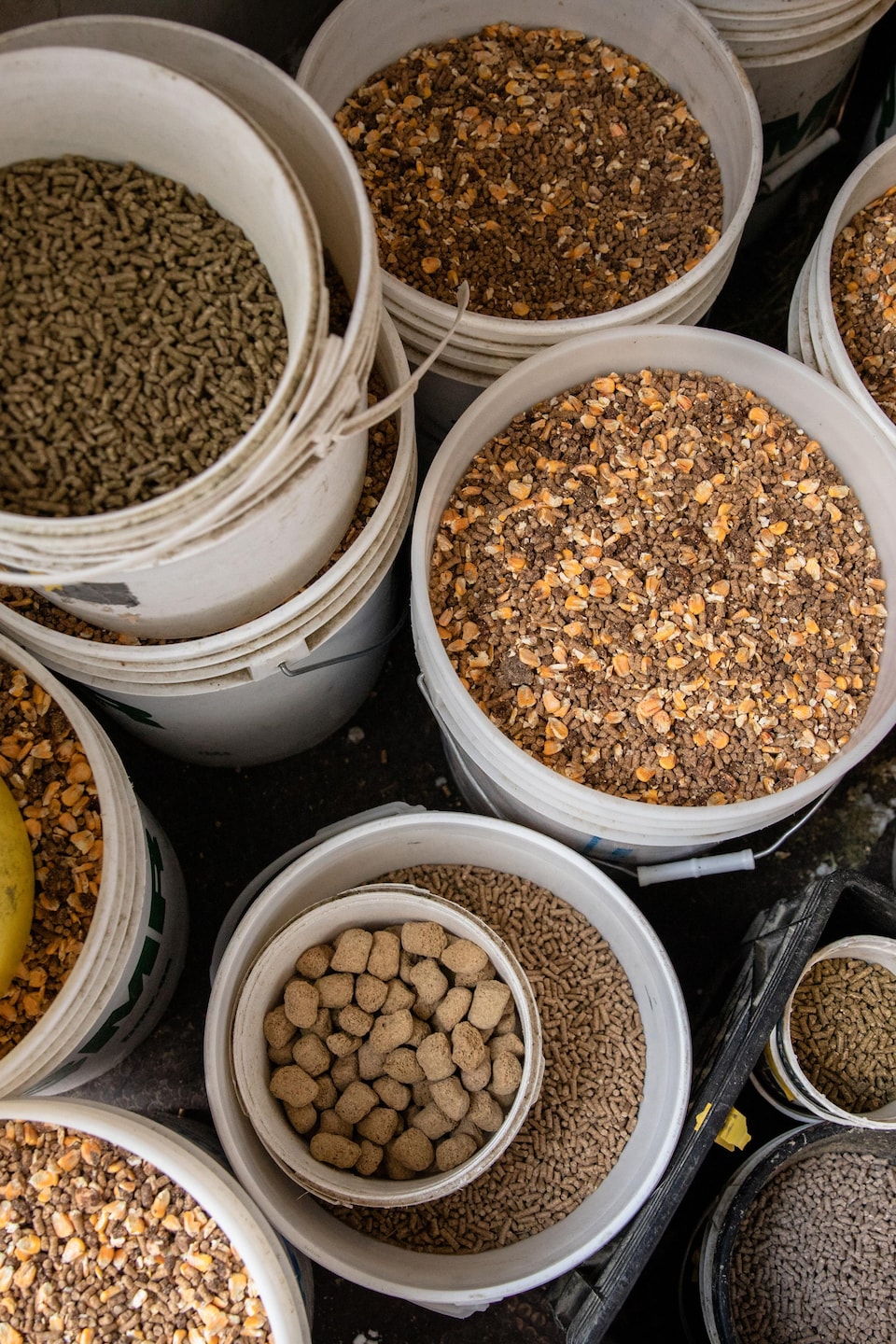 Plusieurs seaux remplis de différentes sortes de moulée pour animaux sont regroupés sur le sol d'un local d'entreposage. Les seaux contiennent divers types de grains, de granulés et de croquettes.