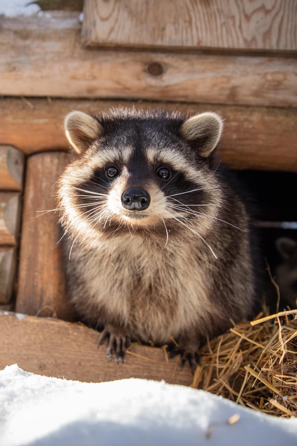 Un raton laveur curieux sort d'un abri en bois enneigé, le regard tourné vers l'objectif.