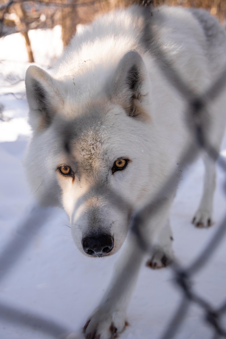 À travers les mailles d'un grillage métallique, un loup arctique à la fourrure blanche marche dans un enclos enneigé.