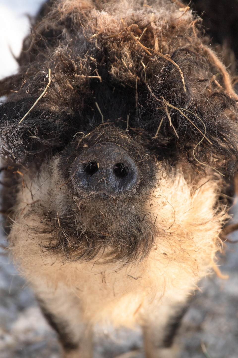 Gros plan sur le groin d'un cochon laineux au pelage brun frisé et ébouriffé dans un environnement enneigé.