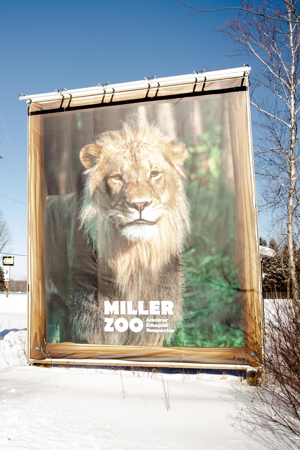Un grand panneau publicitaire affichant un lion et l'inscription « Miller Zoo » se dresse au bord d'une route enneigée, sous un ciel bleu.