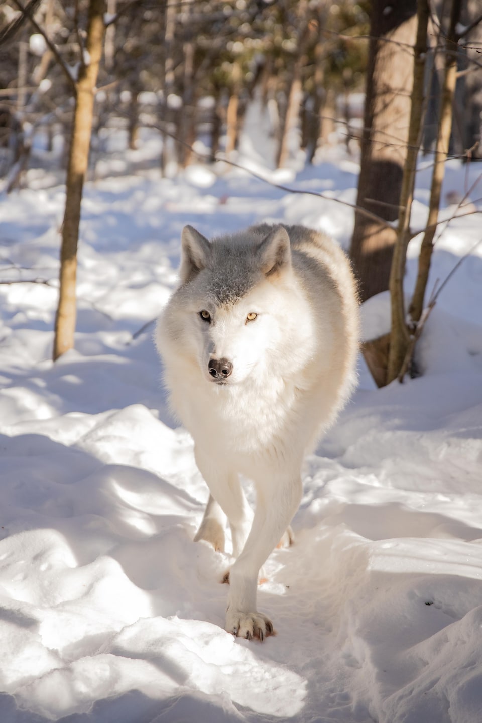 À travers les mailles d'un grillage métallique, un loup arctique à la fourrure blanche marche dans un enclos enneigé.
