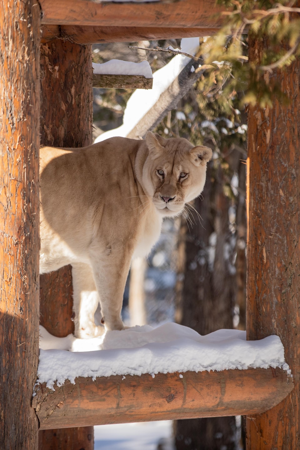 Une lionne debout sur une plateforme en bois enneigée regarde vers l'objectif dans un environnement forestier en hiver.