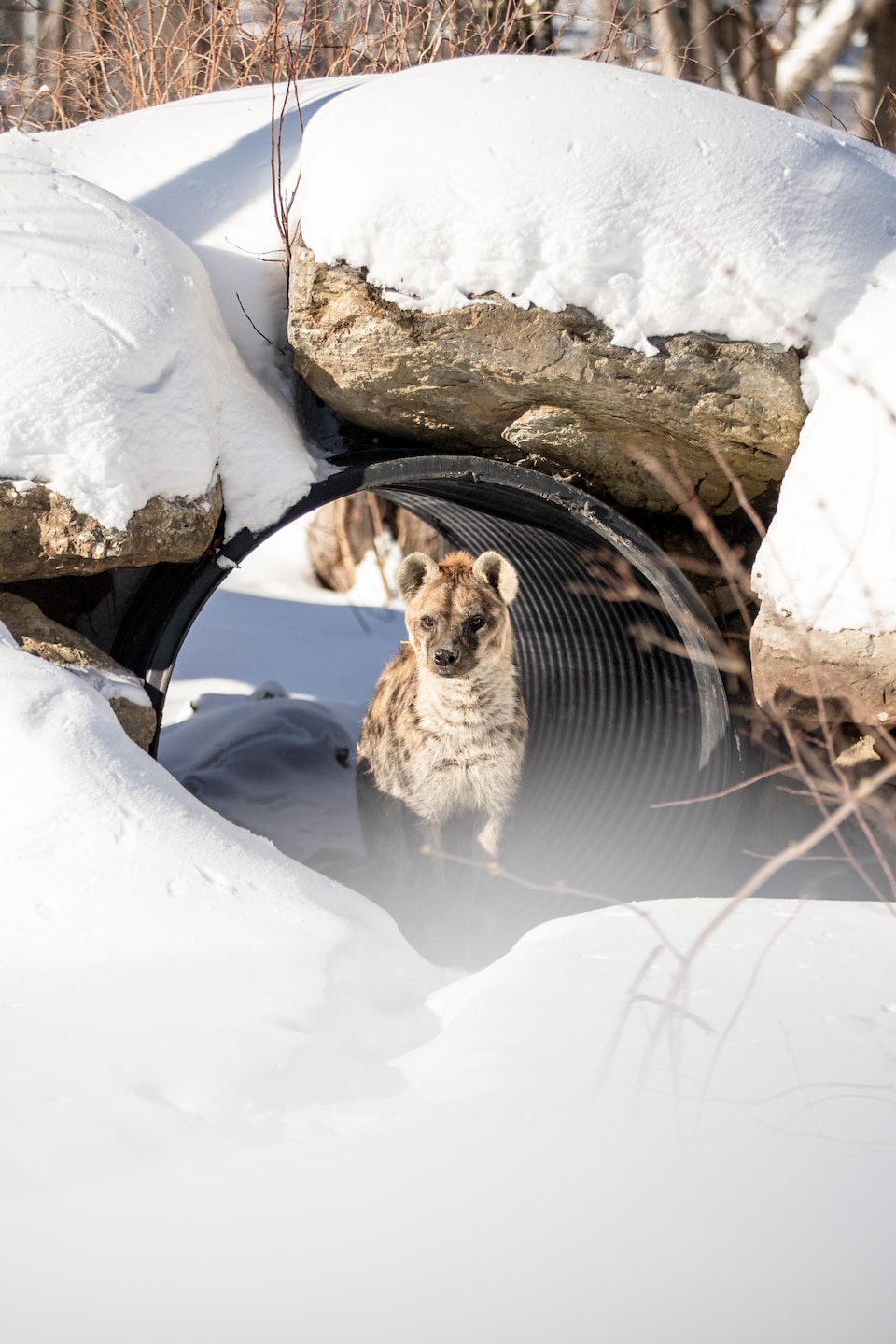 Une hyène tachetée se tient à l'entrée d'un tunnel aménagé sous de gros rochers recouverts de neige dans un environnement boisé.