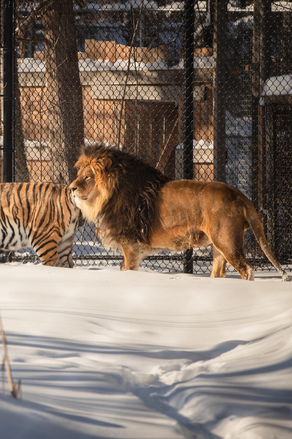 Un tigre et un lion marchent côte à côte dans un enclos enneigé devant une haute clôture grillagée.