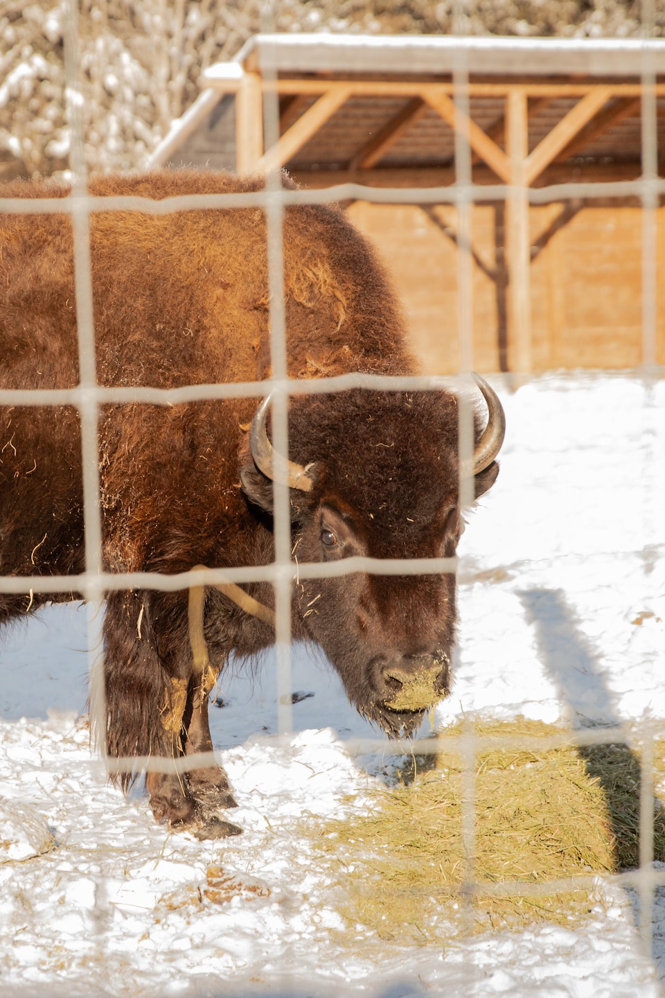 À travers un grillage métallique, un bison broute du foin dans un enclos enneigé devant un abri en bois.