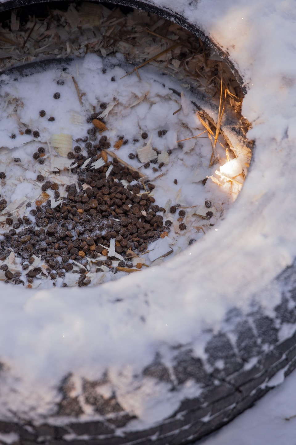 De la nourriture pour animaux est déposée sur de la neige et des copeaux à l'intérieur d'un vieux pneu enneigé.