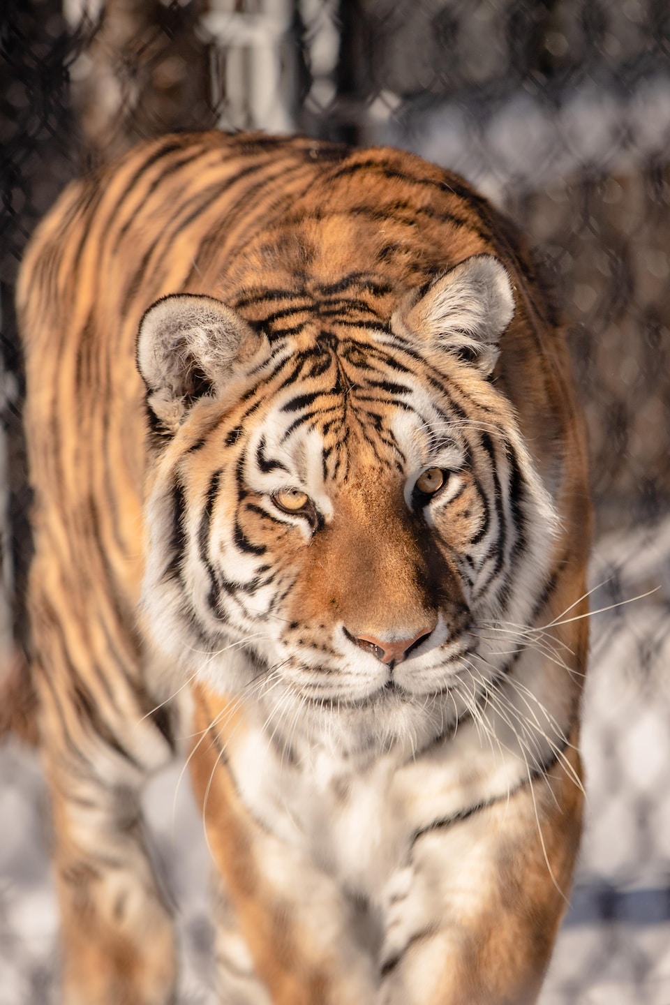 Un tigre de face marche dans la neige derrière une clôture à mailles losangées.
