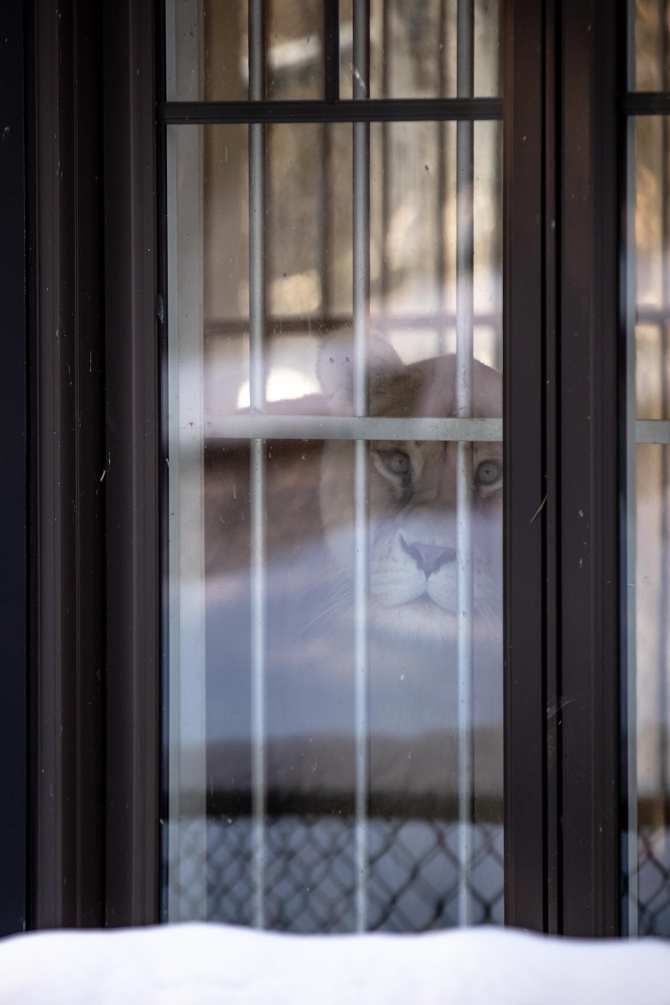 Une lionne regarde par la fenêtre d'un bâtiment en bois beige, tandis qu'une clôture grillagée recouverte de neige se trouve au premier plan.