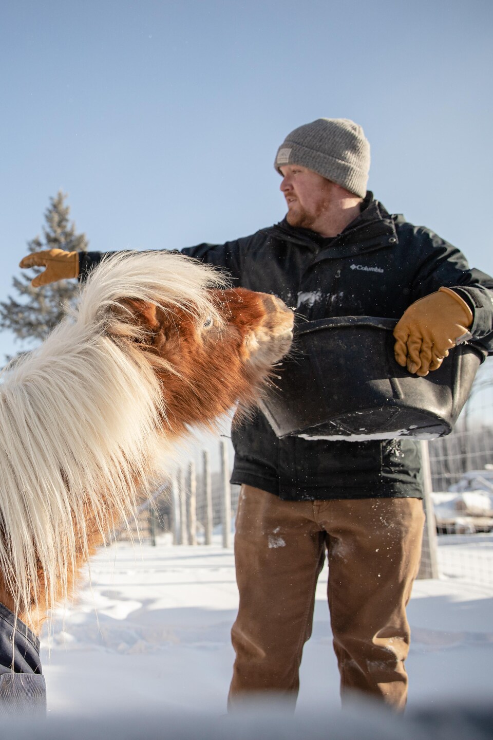 Un homme vêtu d’un manteau d’hiver et d’une tuque nourrit un poney miniature couvert d’une couverture dans un enclos enneigé.