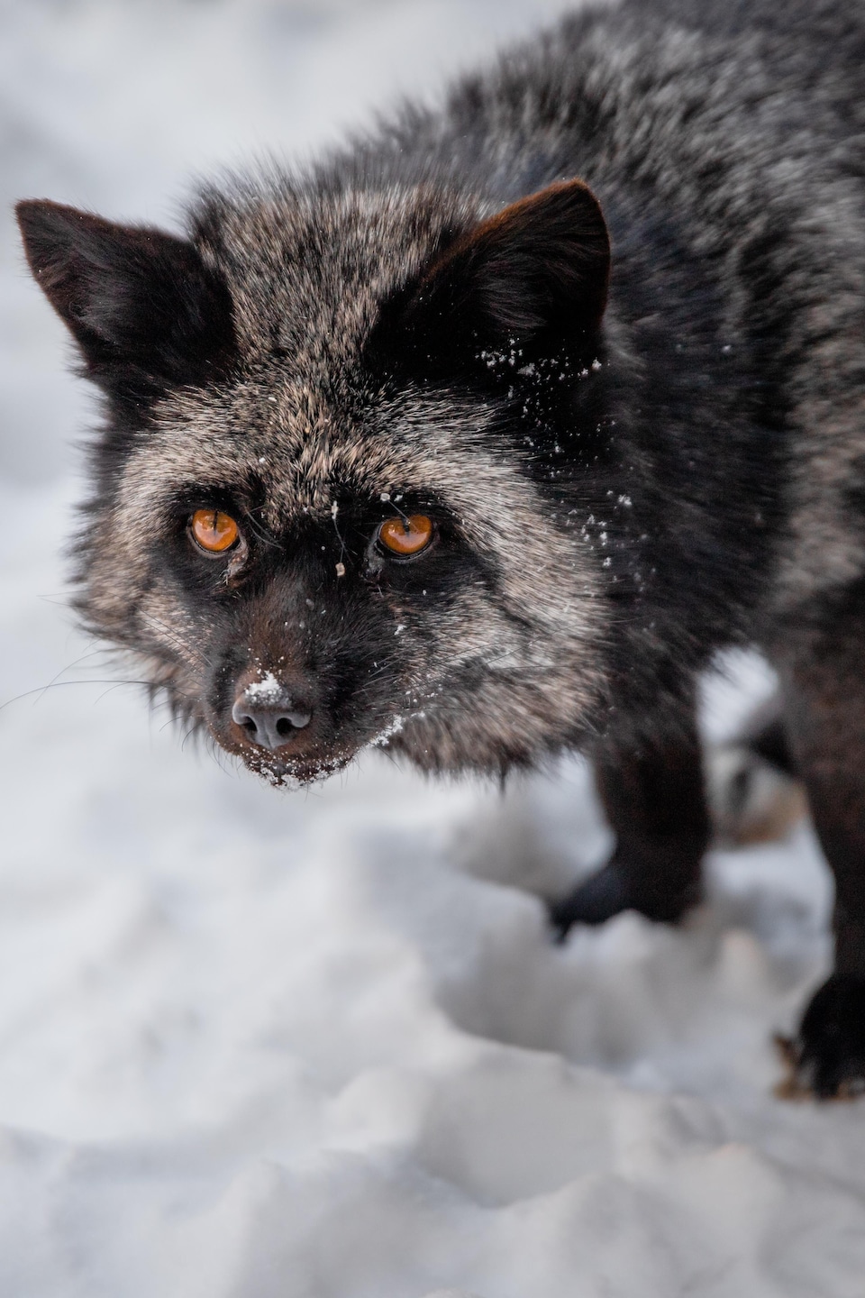 Gros plan d'un renard argenté aux yeux ambrés se déplaçant dans une épaisse couche de neige.