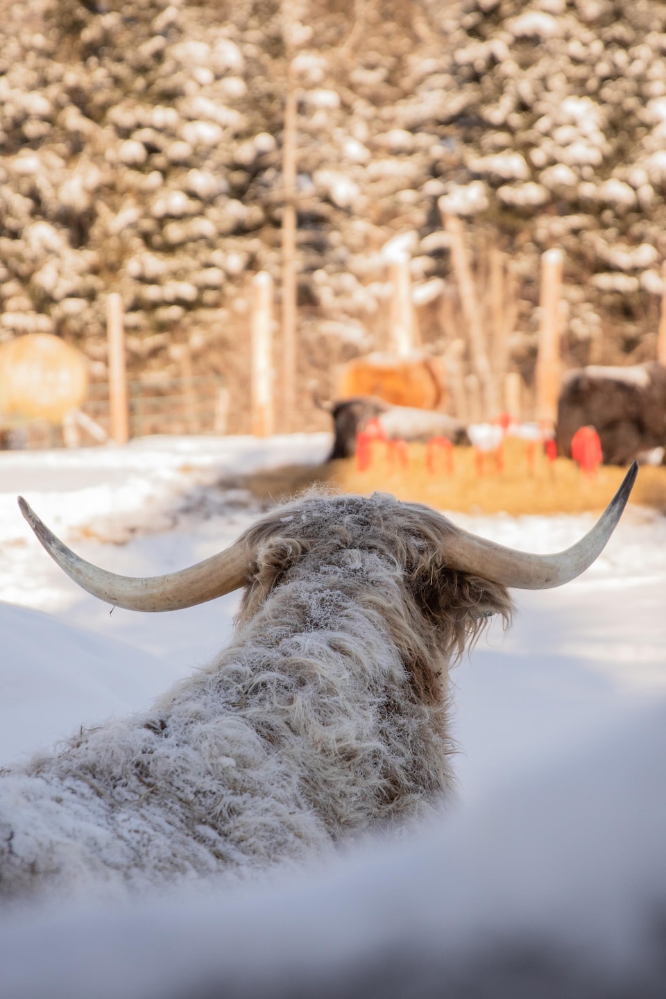 À travers une clôture en métal couverte de neige, un bœuf Highland à la fourrure enneigée regarde d'autres animaux dans un grand enclos.
