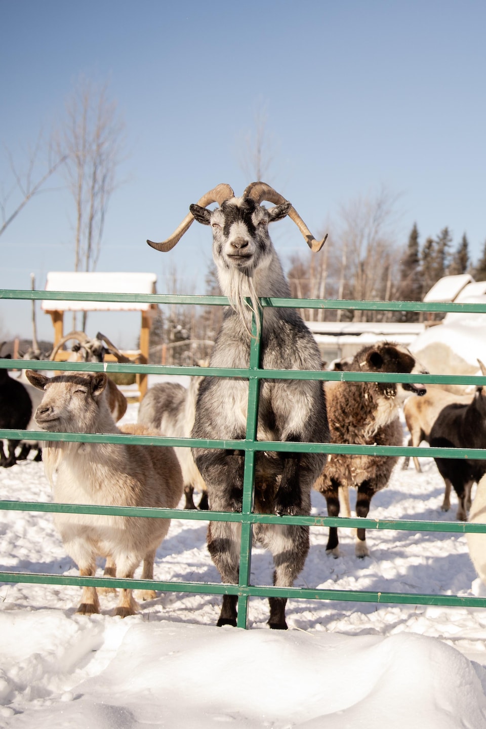 Des chèvres et des moutons se rassemblent derrière une clôture métallique verte dans un vaste enclos enneigé.