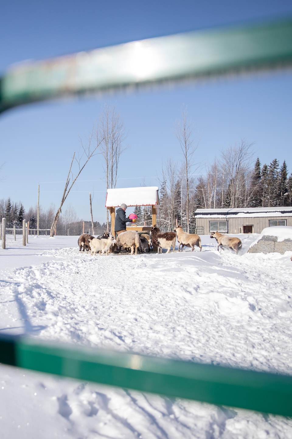 À travers une barrière verte au premier plan, un homme nourrit un troupeau de moutons et de chèvres près d'un abri dans un vaste enclos enneigé.