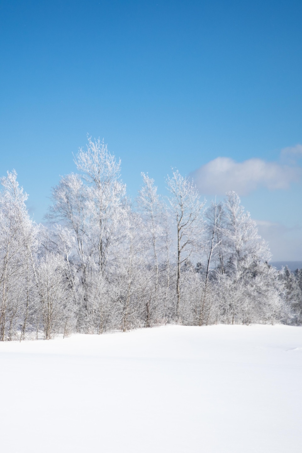 Un paysage de forêt enneigée sous un ciel bleu dégagé, où les branches des arbres sont recouvertes de givre blanc.