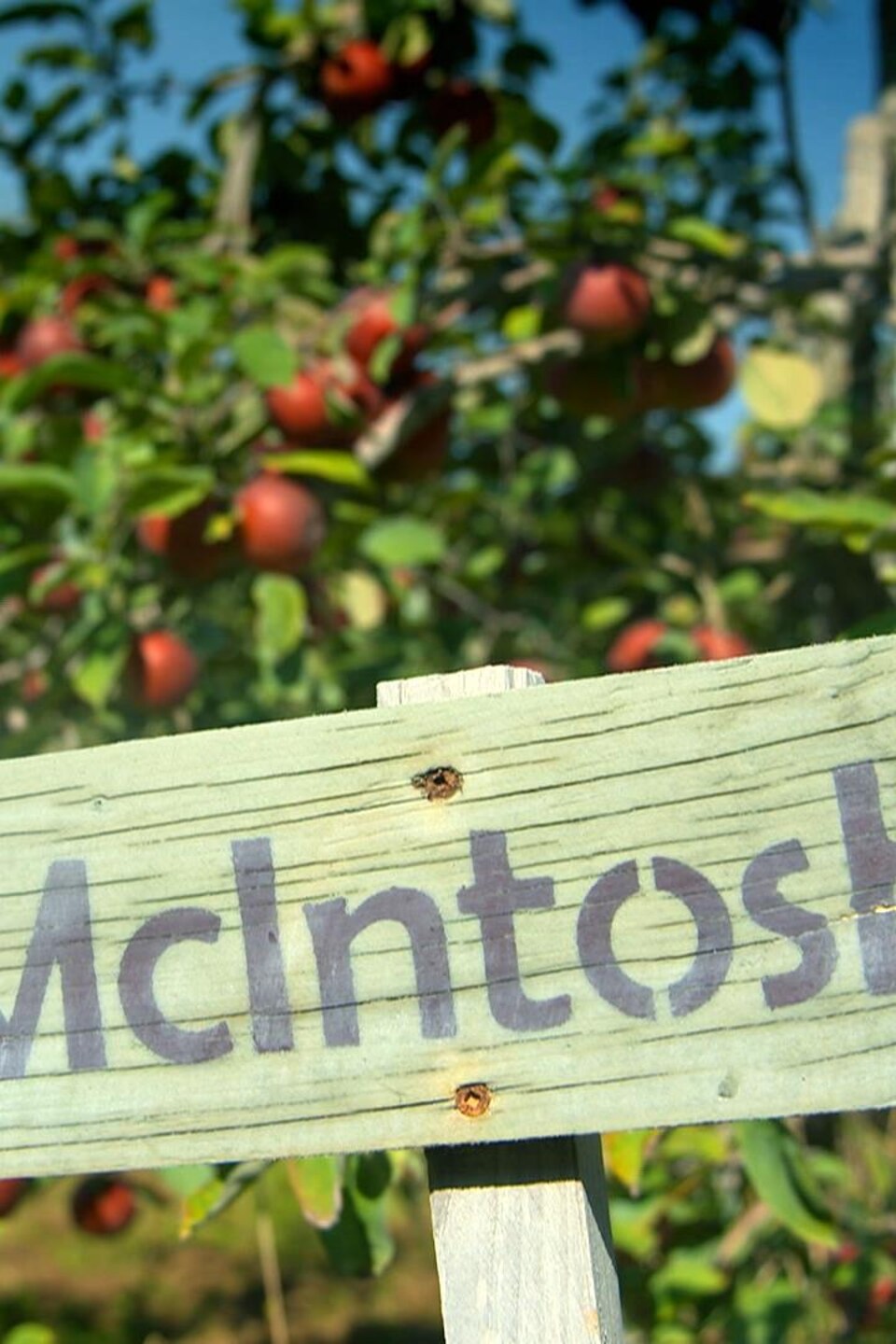 Affiche pomme McIntosh.