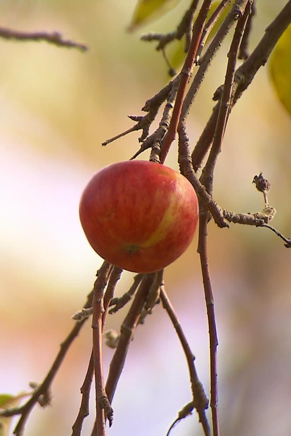 Une petite pomme sauvage