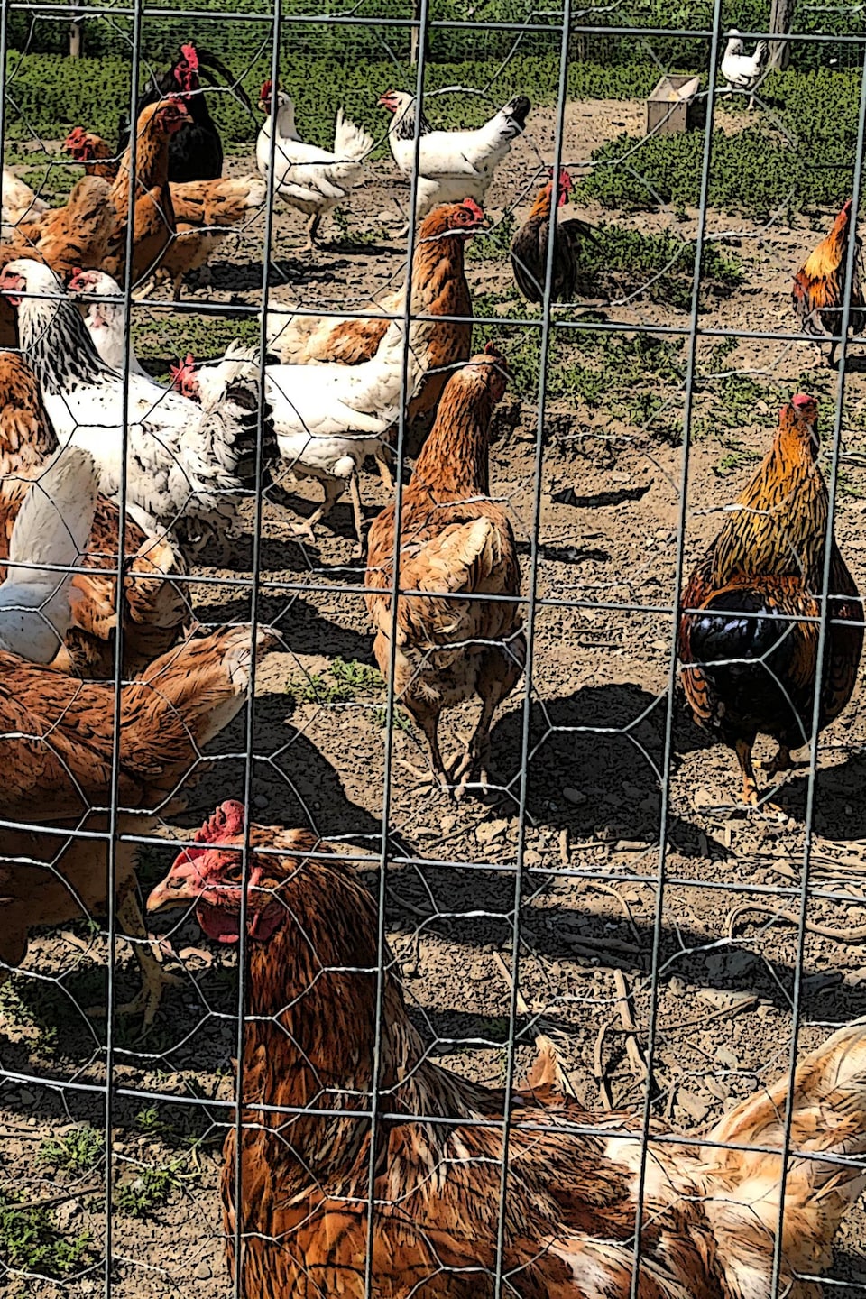 Des poules en liberté dans un enclos.