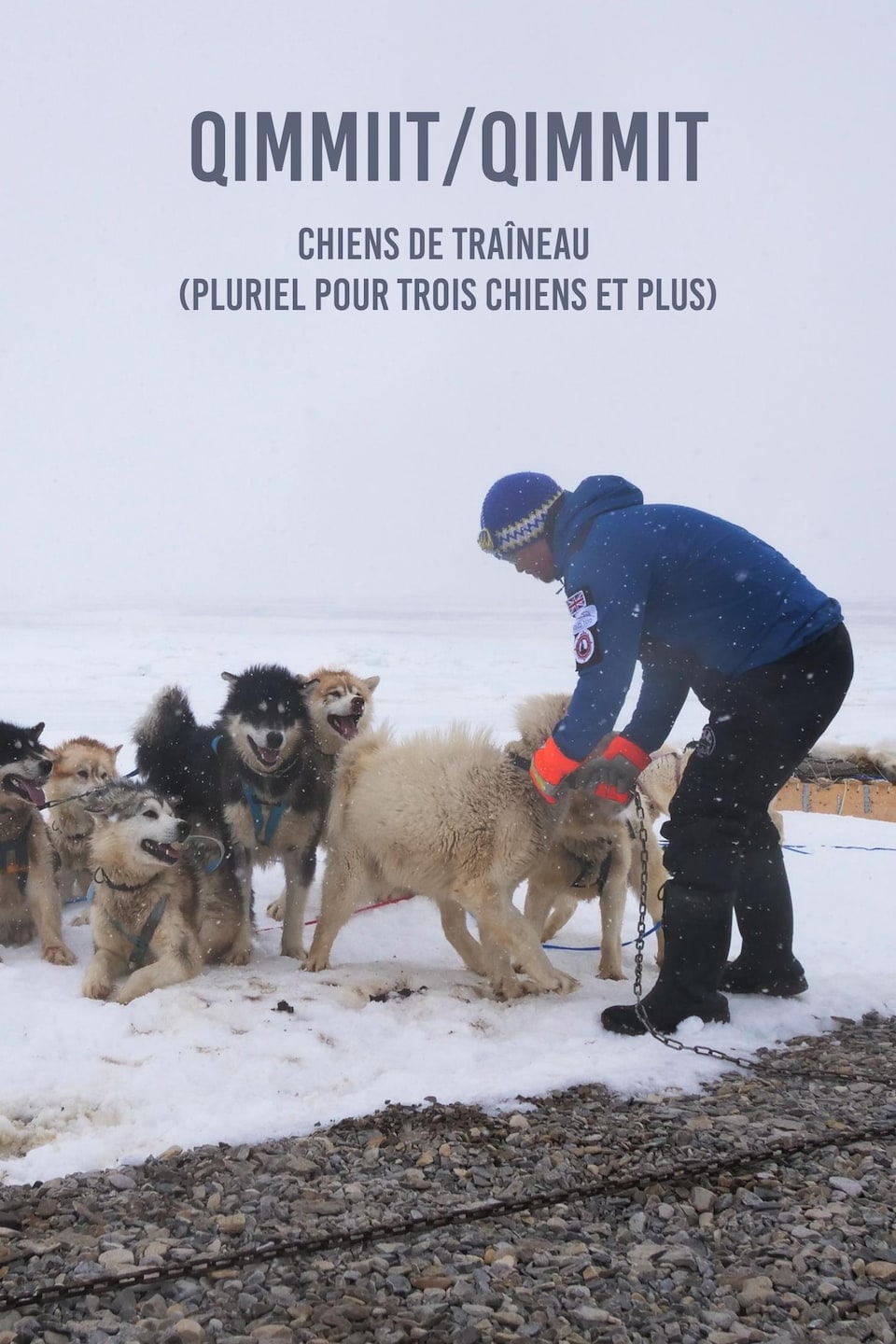 Le mot en inuktitut « qimmiit » et sa traduction chiens de traîneau au pluriel, écris sur une photo de Devon Manik avec ses chiens de traîneau, au mois de juin à Resolute Bay, dans le nord du Nunavut.