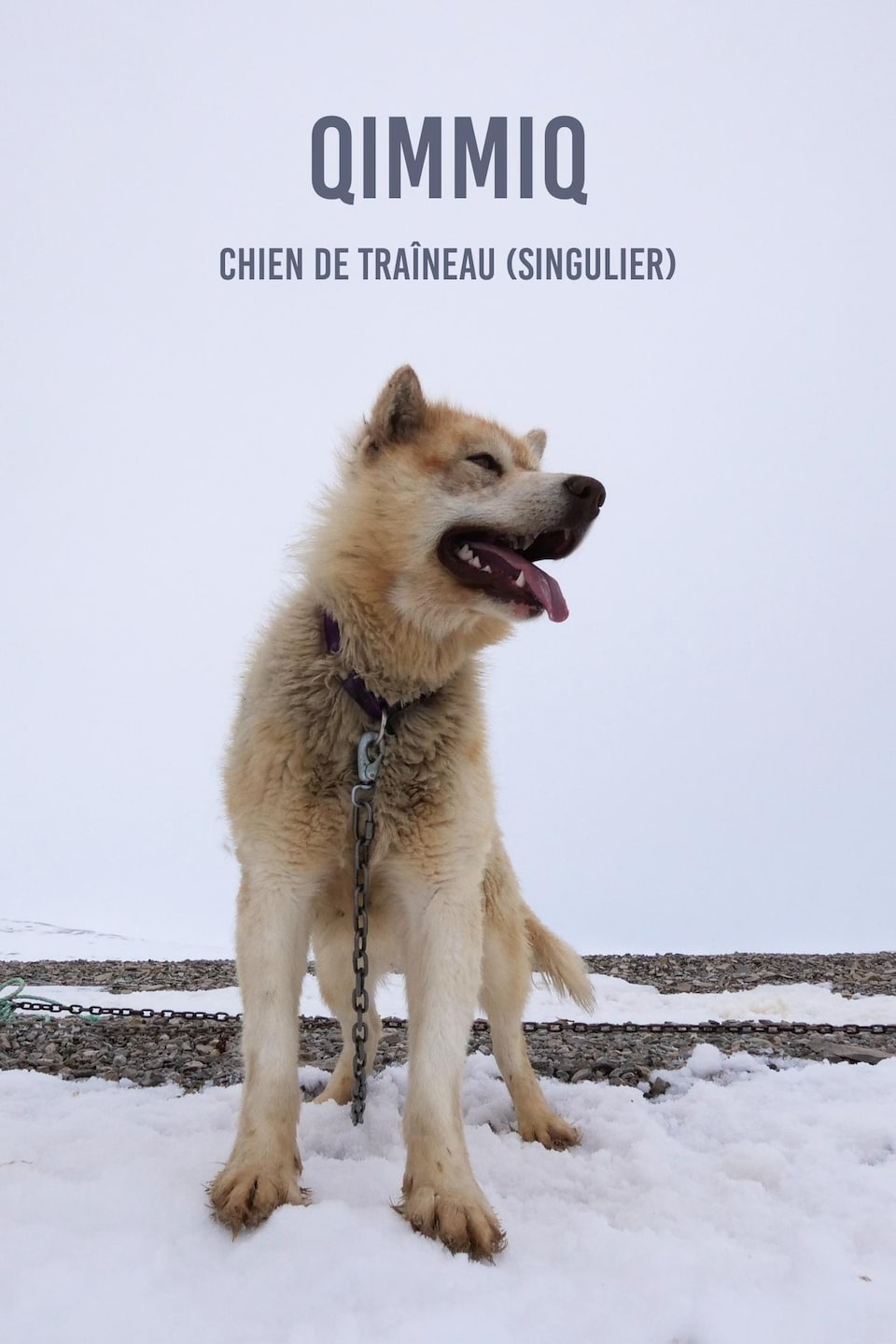 Le mot en inuktitut « qimmiq » et sa traduction chien de traîneau au singulier écrit sur une photo de chien de traîneau sur la banquise près de Resolute Bay, au nord du Nunavut, en juin 2022.