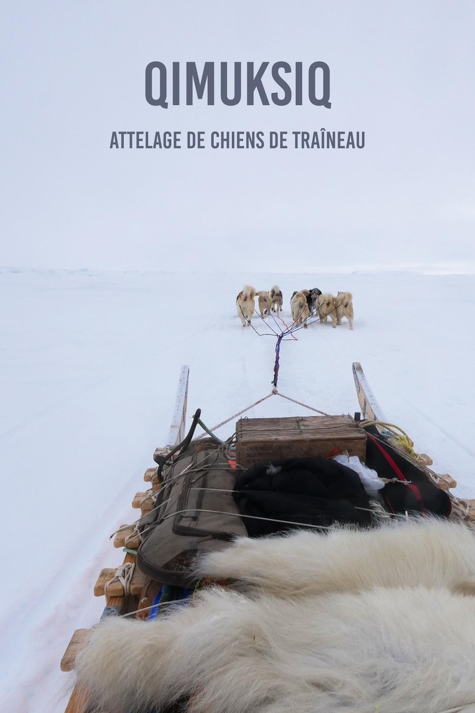 Le mot en inuktitut « qimuksiq » et sa traduction attelage de chiens de traîneau écrit sur une photo de Devon Manik avec ses chiens de traîneau, au mois de juin à Resolute Bay, dans le nord du Nunavut.