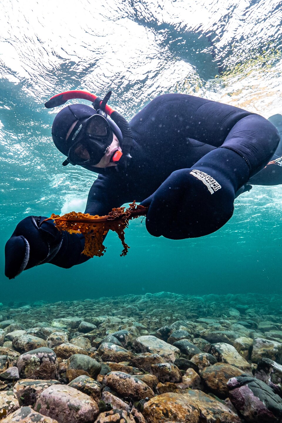 Sous l'eau, dans sa combinaison de plongée, Antoine Nicolas tient une algue dans ses mains.