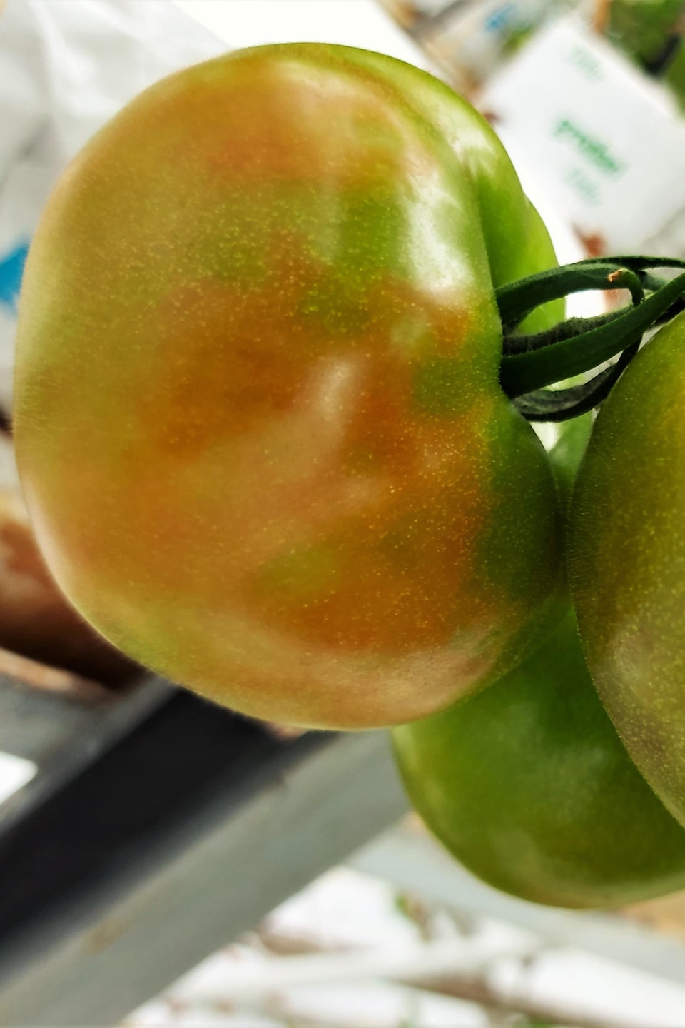 Le virus de la tomate : Un danger réel pour votre jardin