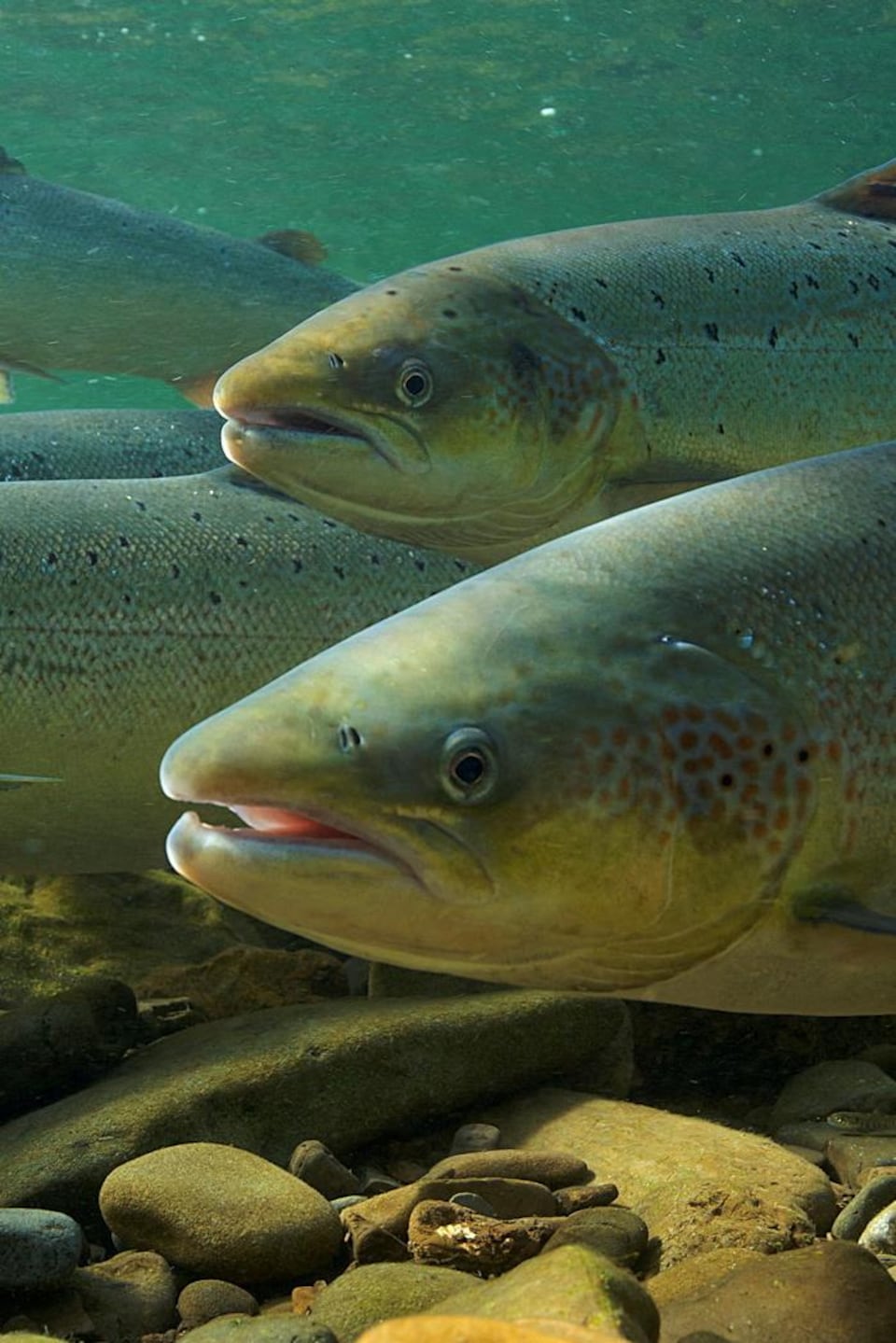 Plusieurs saumons atlantiques sous l'eau, nageant vers la gauche de l'image, près du fond couvert de roches.