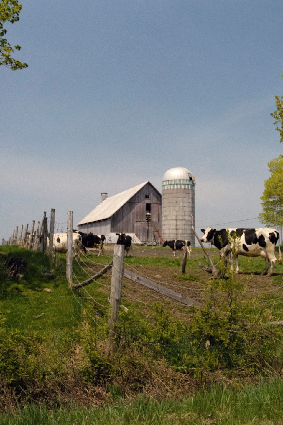 Grange avec silo et vaches dans un champ.