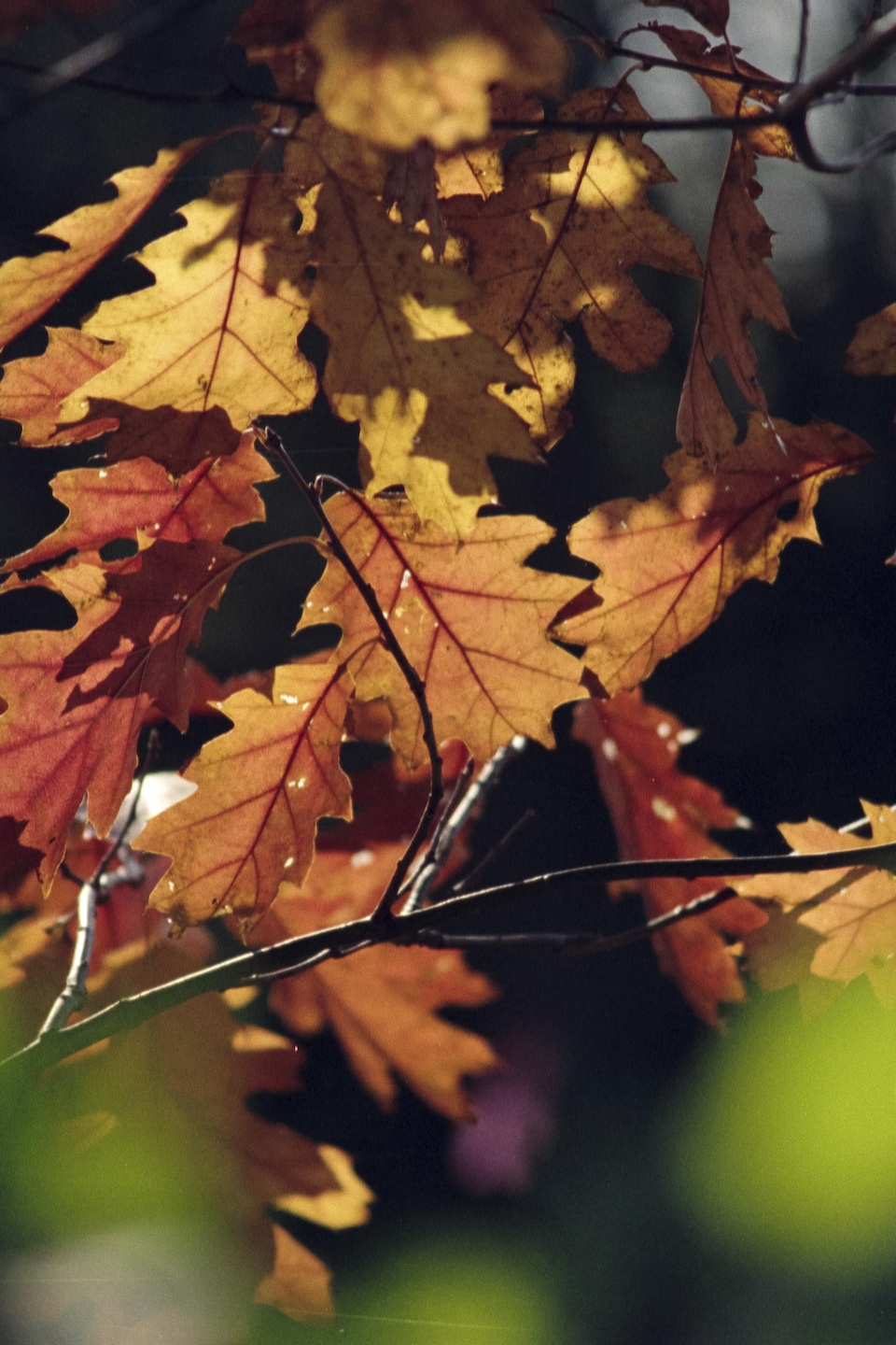Gros plan de feuilles de chêne en automne.