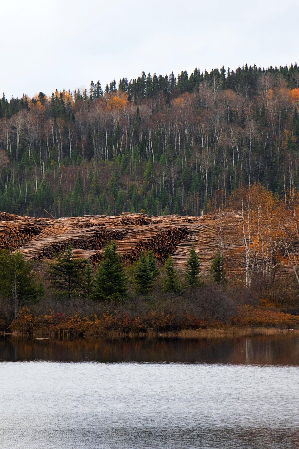 Des coupes forestières ont lieu sur le territoire des Atikamekw.