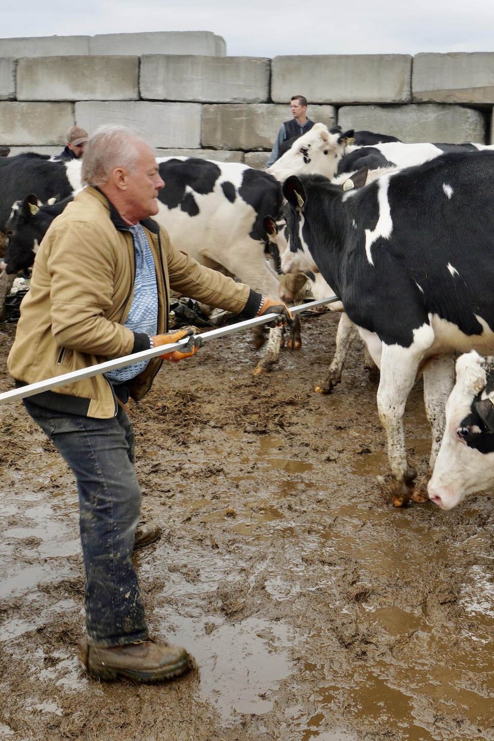 Un homme avec un bâton dirige des vaches vers un camion.
