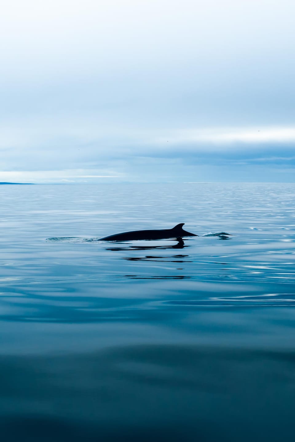 Dos de baleine sortant de l'eau calme du fleuve Saint-Laurent. 