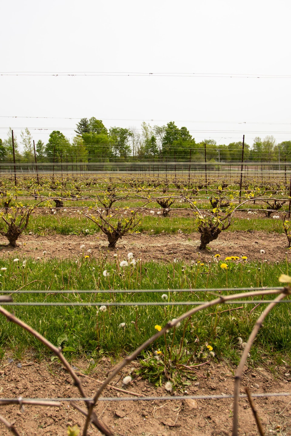 Des rangées de vignes.