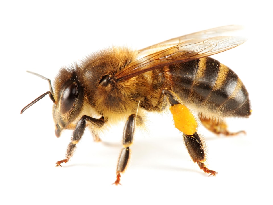 Il s'agit d'une abeille à miel seule.