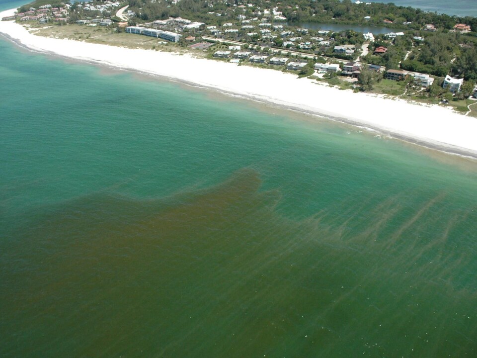 L'eau a une coloration rougeâtre au large d'une plage habitée.
