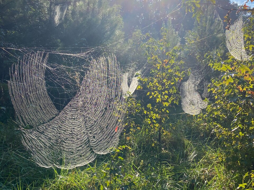 Des toiles de l'araignée Joro dans la forêt.