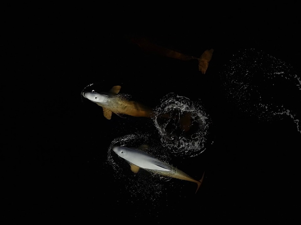 Des bélugas à la surface de l'eau.