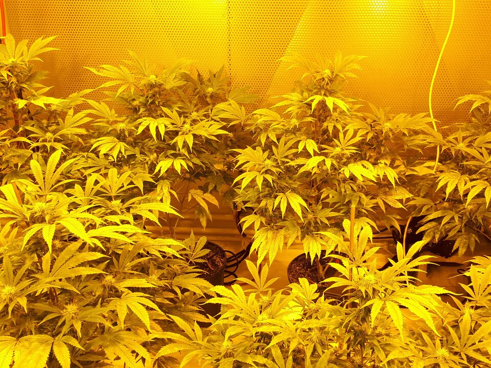 Des plants de cannabis dans une serre intérieure.