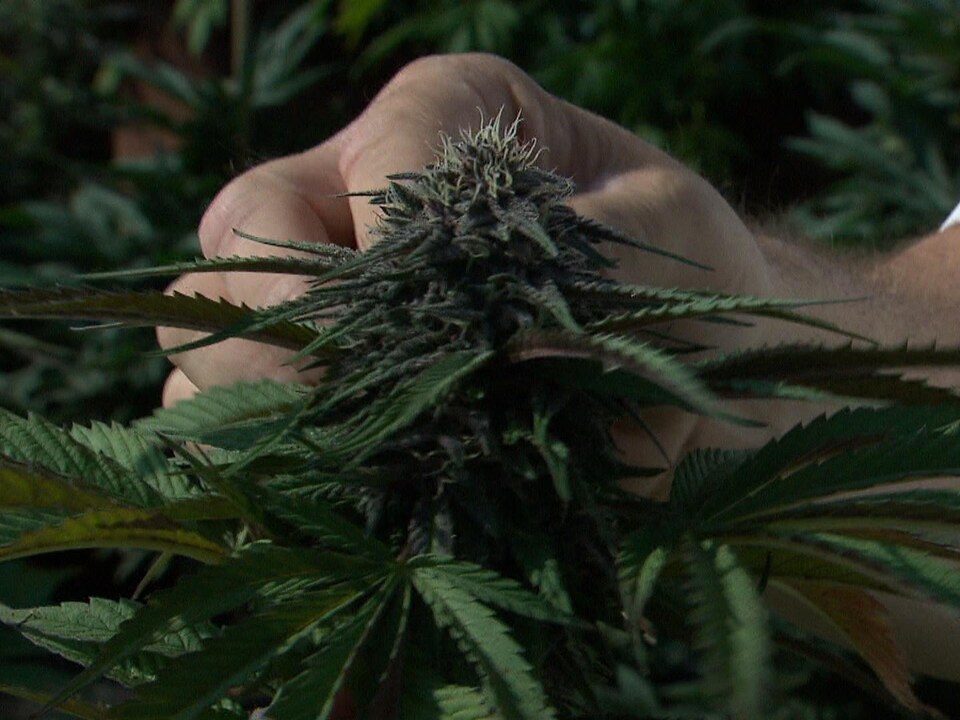 Un plant de cannabis tenue par une main. 