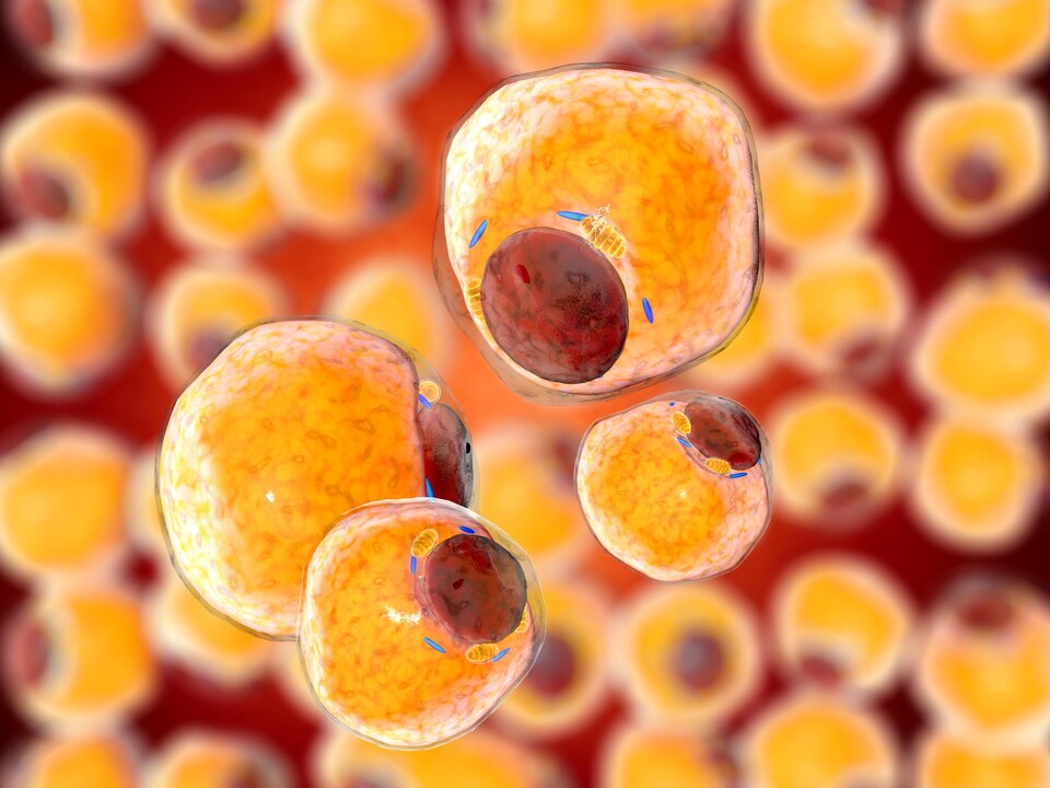 Illustration montrant un gros plan de cellules graisseuses (adipocytes) qui peuplent le tissu adipeux.