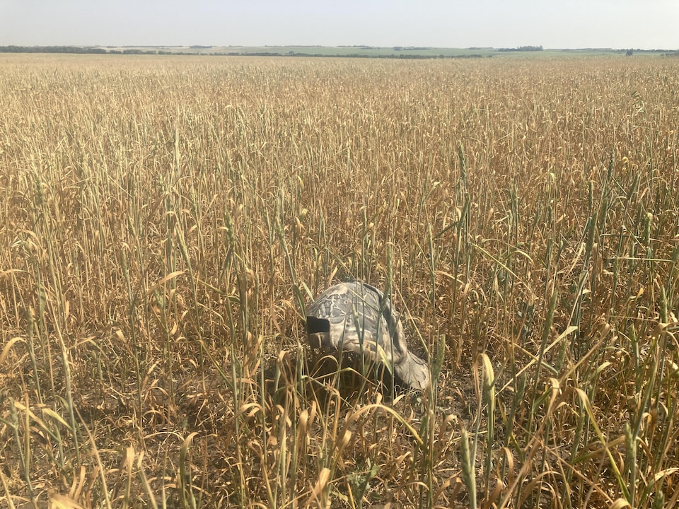Un champ de blé de la ferme biologique familiale Loiselle à Vonda, en Saskatchewan.