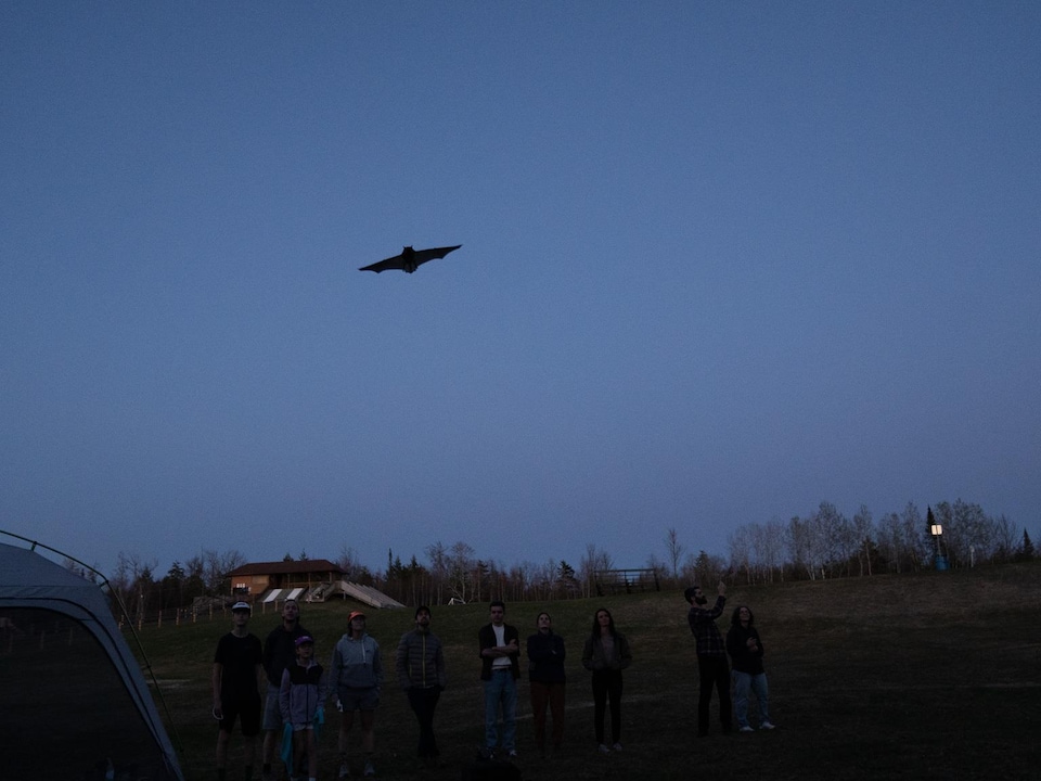 Une chauve-souris qui vole à la tombée du jour.