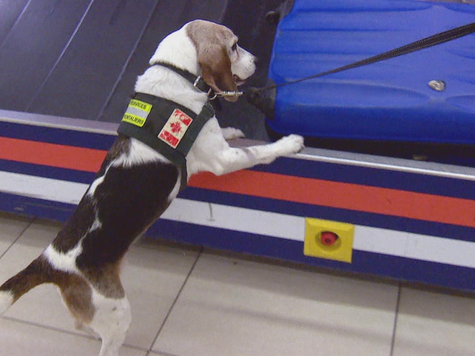 Un chien inspecte des bagages dans un aéroport. 