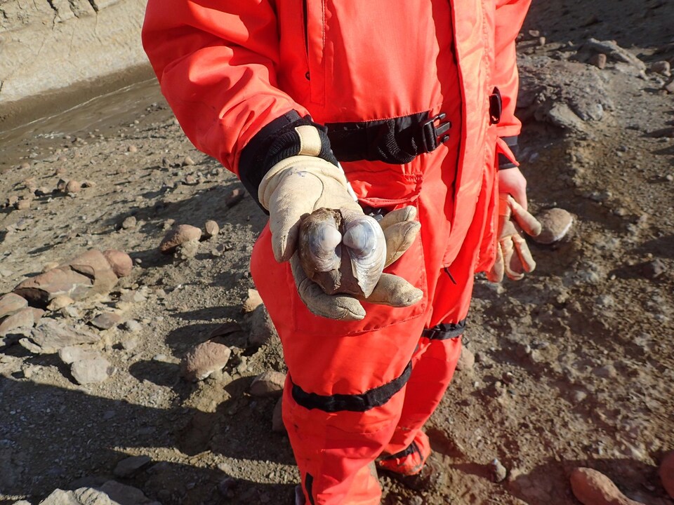 Un chercheur tient une coquille fossilisée de palourde.