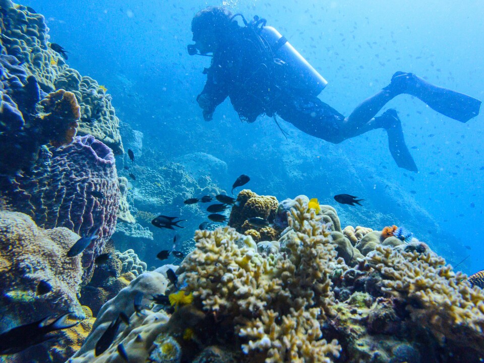 Un plongeur observe un récif corallien rempli de poissons multicolores. 