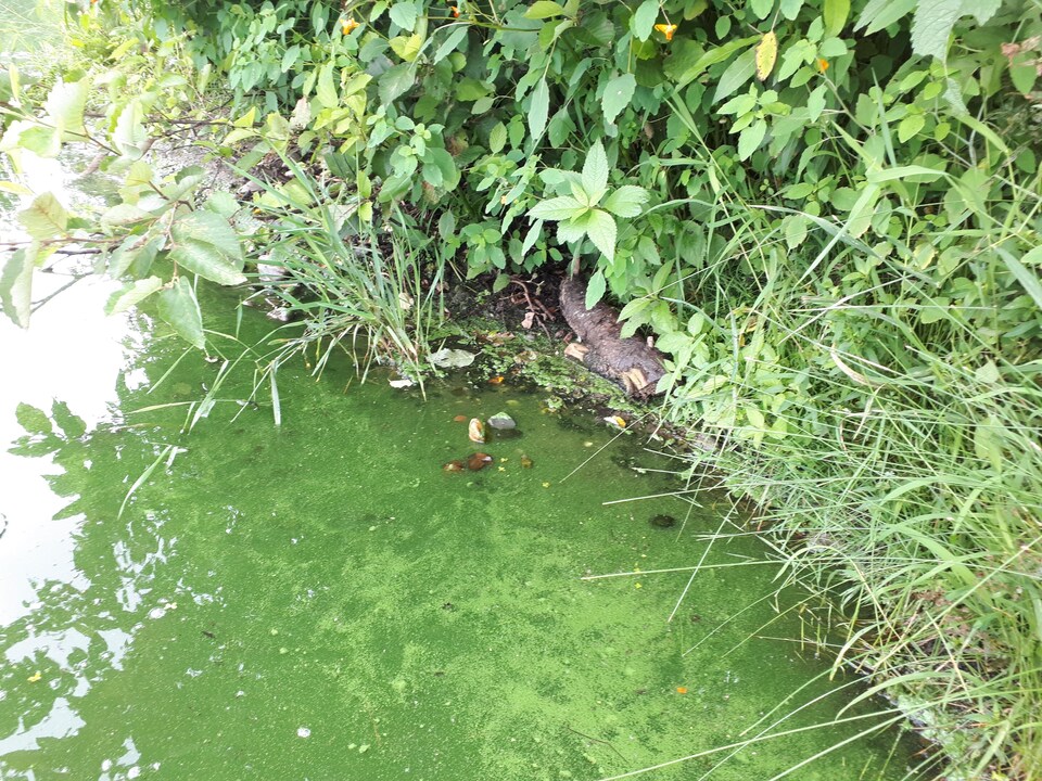 Une eau verdâtre et la présence d'algues au bord d'un lac. 
