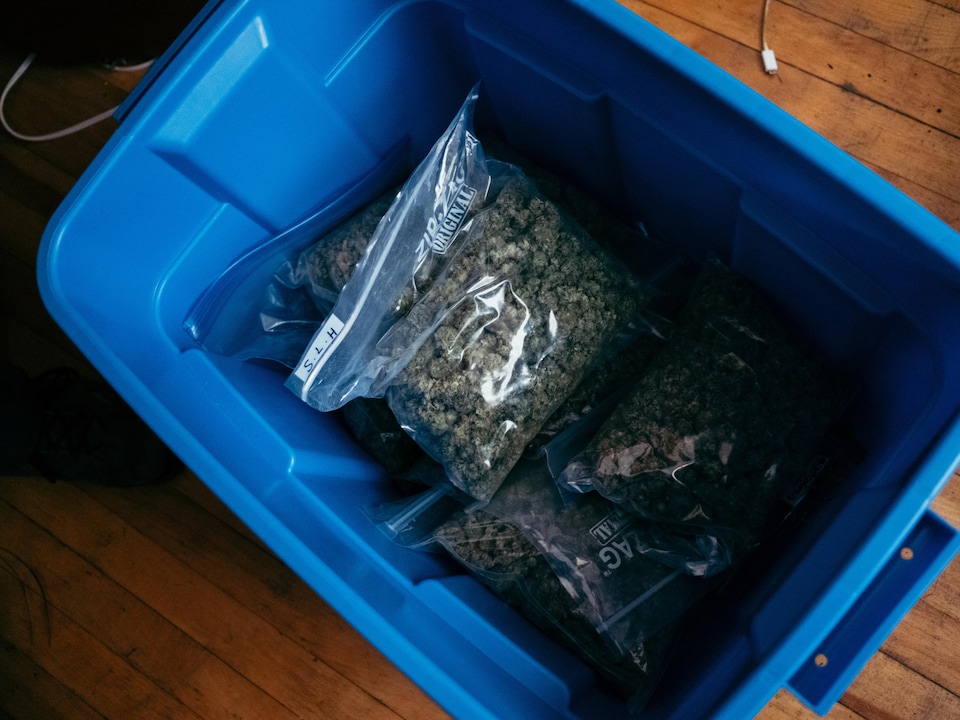 Une vingtaine de sacs de cannabis dans un coffre en plastique. 